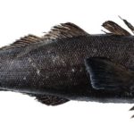 patagonian toothfish