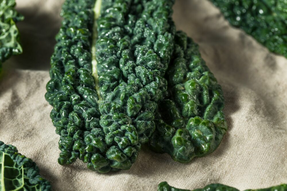 Raw Green Organic Tuscan Dinosaur Kale